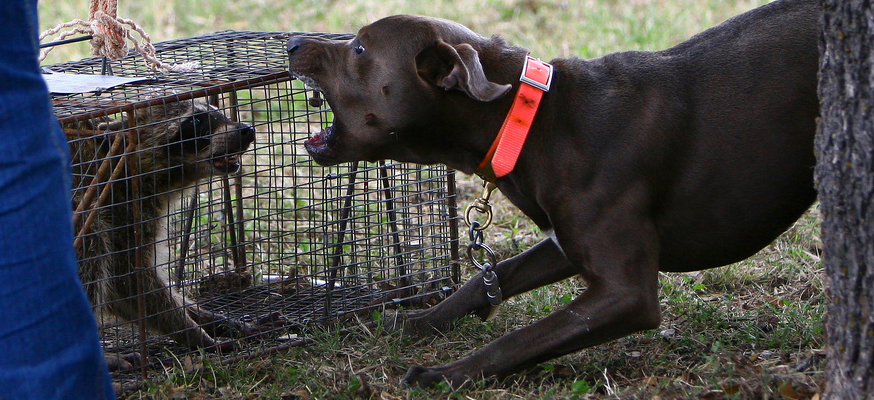 Blue Lacy baying a coon
